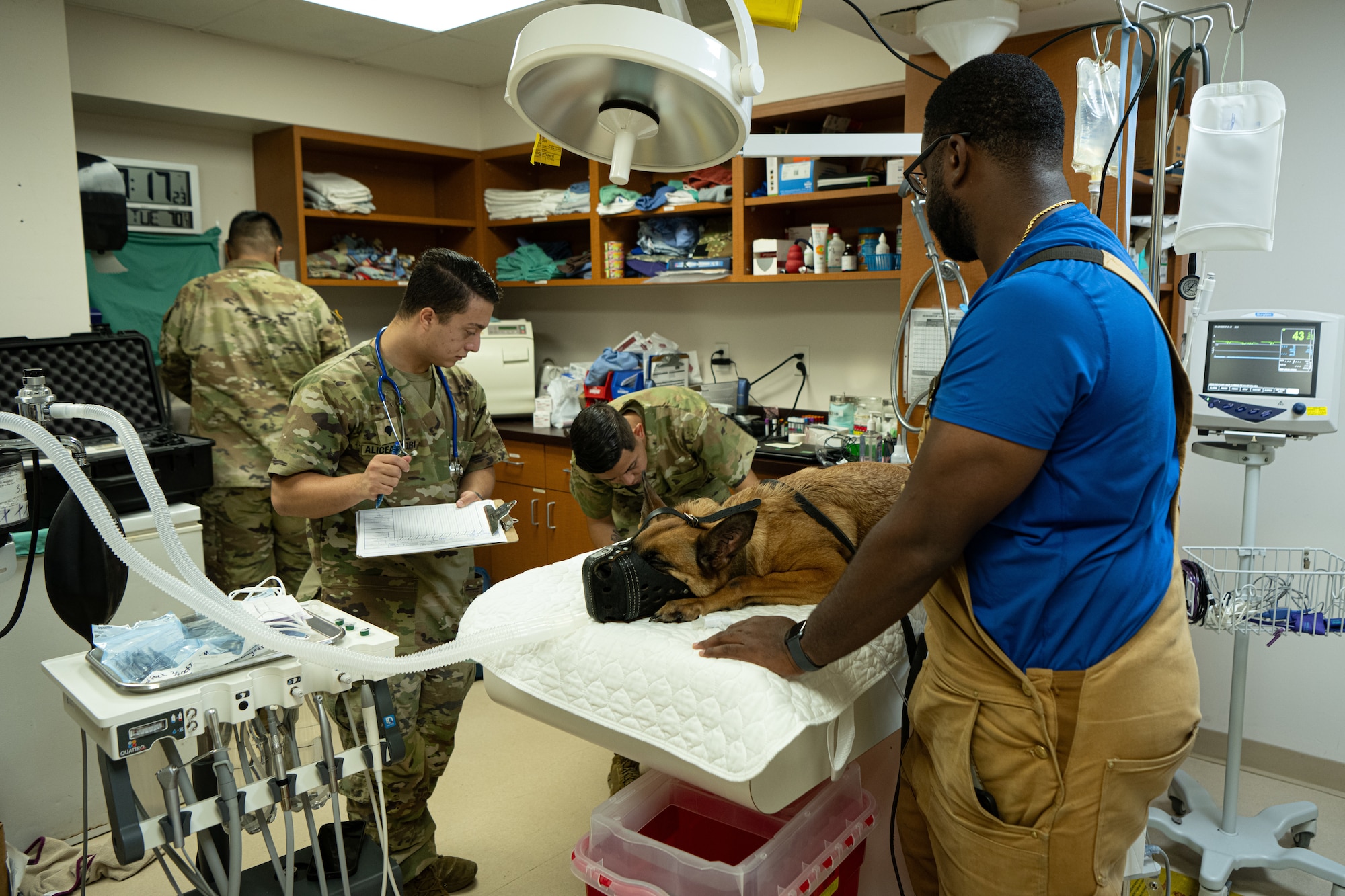 U.S. Army animal care specialists assigned to the Veterinary Readiness Activity, Patrick Space Force Base, prepare to perform an annual dental checkup on Air Force 6th Security Forces Squadron military working dog Wwilly at MacDill Air Force Base, Florida, June 3, 2025. The 6th SFS teams up with Army veterinarians to ensure military working dogs stay mission ready at all times. (U.S. Air Force photo by Airman 1st Class Helen Ly)