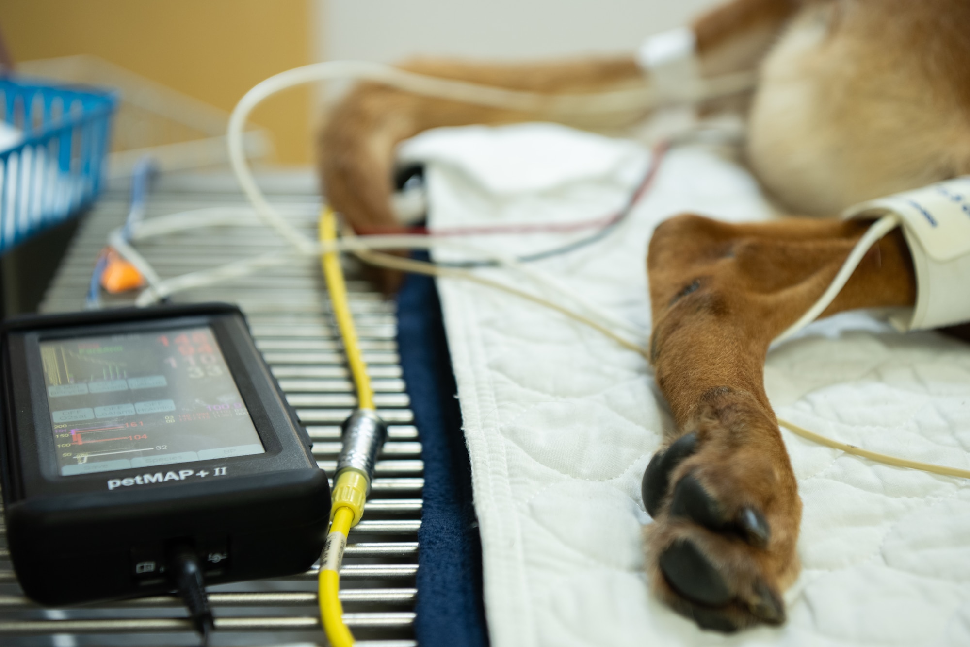 U.S. Army veterinary technician monitors the vitals of 6th Security Forces Squadron military working dog Wwilly during an annual dental checkup at MacDill Air Force Base, Florida, June 3, 2025. MWDs’ health is meticulously monitored and recorded to ensure they are healthy and able to excel in their duties. (U.S. Air Force photo by Airman 1st Class Helen Ly)