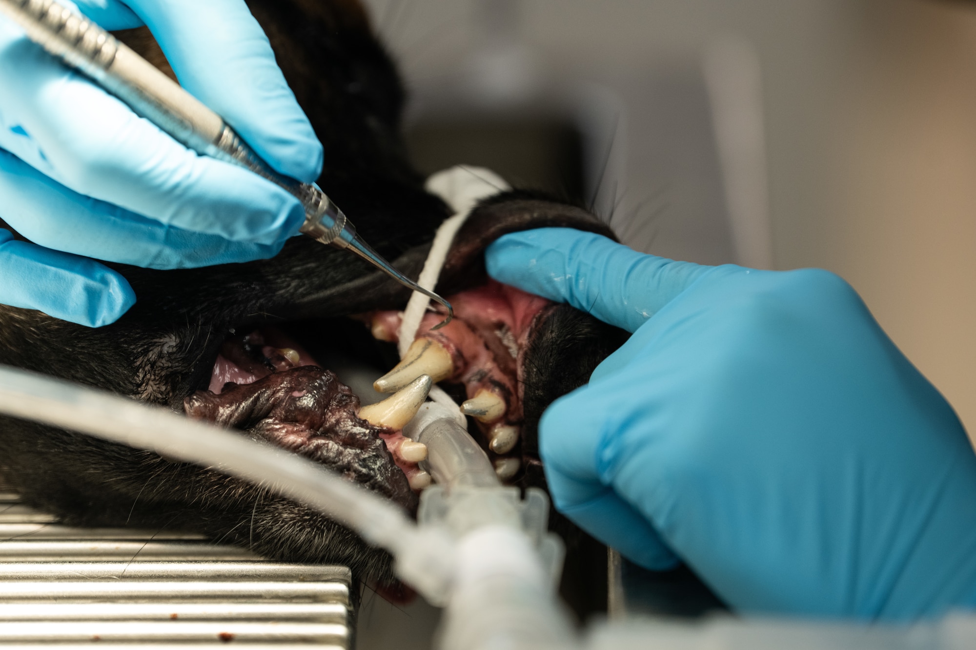 U.S. Army Corporal Vargas Medina, an animal care specialist assigned to the Veterinary Readiness Activity, Patrick Space Force Base, Florida, performs a routine dental exam on Air Force 6th Security Forces Squadron military working dog Wwilly at MacDill Air Force Base, Florida, June 3, 2025. Routine dental exams help ensure MWDs stay healthy and ready to perform their duties effectively. (U.S. Air Force photo by Airman 1st Class Helen Ly)