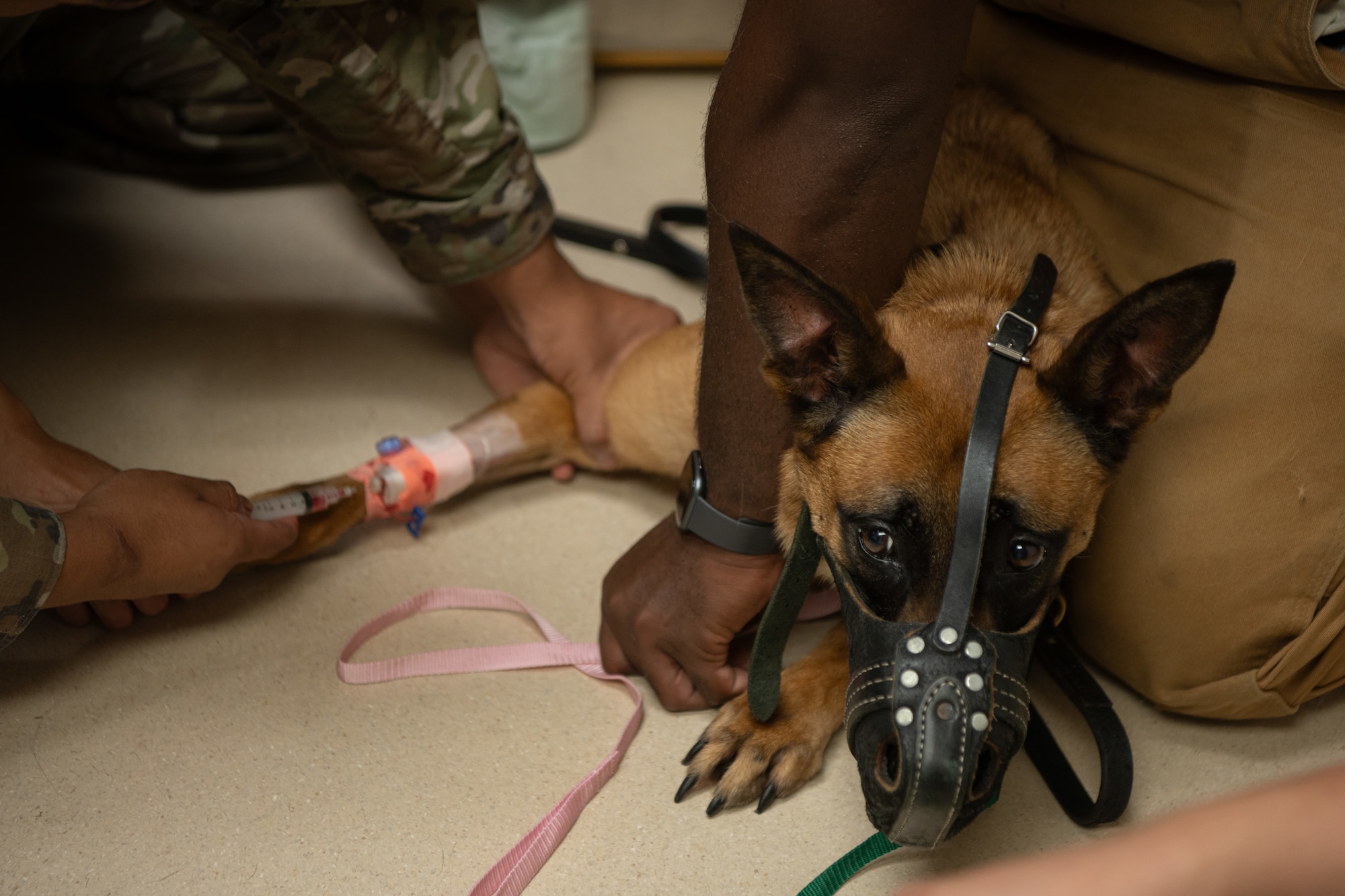 U.S. Air Force 6th Security Forces Squadron military working dog Wwilly has her blood drawn during an annual dental checkup at MacDill Air Force Base, June 3, 2025. MWDs’ health is meticulously monitored and recorded to ensure they are healthy and able to excel in their duties. (U.S. Air Force photo by Airman 1st Class Helen Ly)