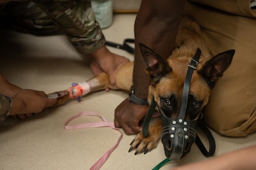 U.S. Air Force 6th Security Forces Squadron military working dog Wwilly has her blood drawn during an annual dental checkup at MacDill Air Force Base, June 3, 2025. MWDs’ health is meticulously monitored and recorded to ensure they are healthy and able to excel in their duties. (U.S. Air Force photo by Airman 1st Class Helen Ly)