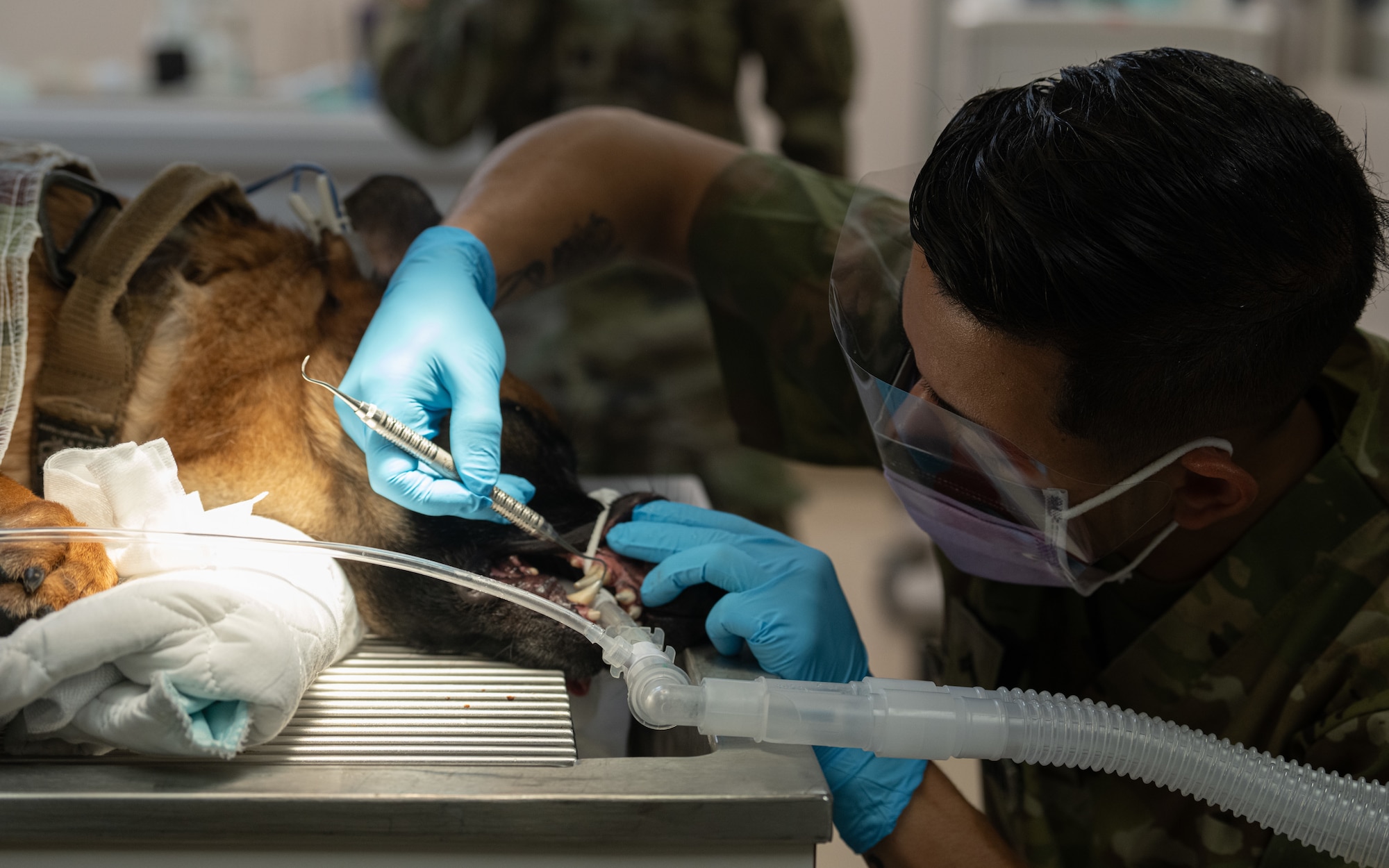 U.S. Army Corporal Vargas Medina, an animal care specialist assigned to the Veterinary Readiness Activity, Patrick Space Force Base, Florida, performs an annual dental checkup on Air Force 6th Security Forces Squadron military working dog Wwilly during a routine checkup at MacDill Air Force Base, Florida, June 3, 2025. The 6th SFS partners with Army veterinarians to ensure the installation’s MWDs are mission ready at all times. (U.S. Air Force photo by Airman 1st Class Helen Ly)