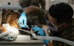 U.S. Army Corporal Vargas Medina, an animal care specialist assigned to the Veterinary Readiness Activity, Patrick Space Force Base, Florida, performs an annual dental checkup on Air Force 6th Security Forces Squadron military working dog Wwilly during a routine checkup at MacDill Air Force Base, Florida, June 3, 2025. The 6th SFS partners with Army veterinarians to ensure the installation’s MWDs are mission ready at all times. (U.S. Air Force photo by Airman 1st Class Helen Ly)