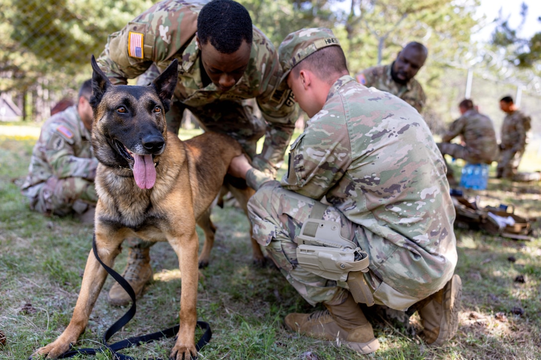 Two soldiers inspect a dog outside with other soldiers in the background.