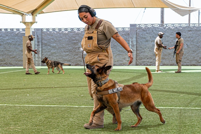 A service member trains a military working dog