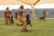 A service member trains a military working dog