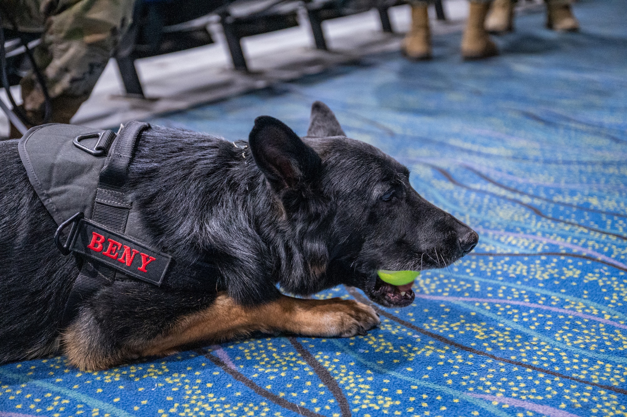 A military working dog chews a tennis ball