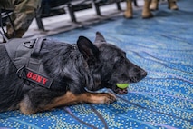 A military working dog chews a tennis ball