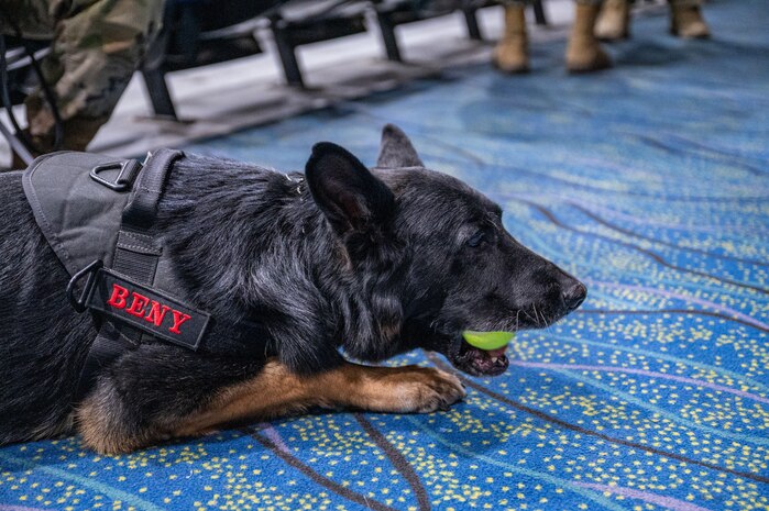 A military working dog chews a tennis ball