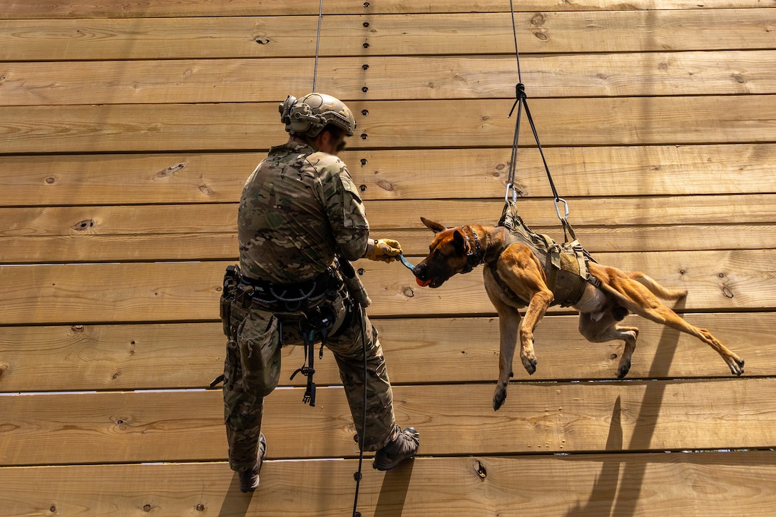 A soldier gives a dog a treat as they rappel down a tower in harnesses.