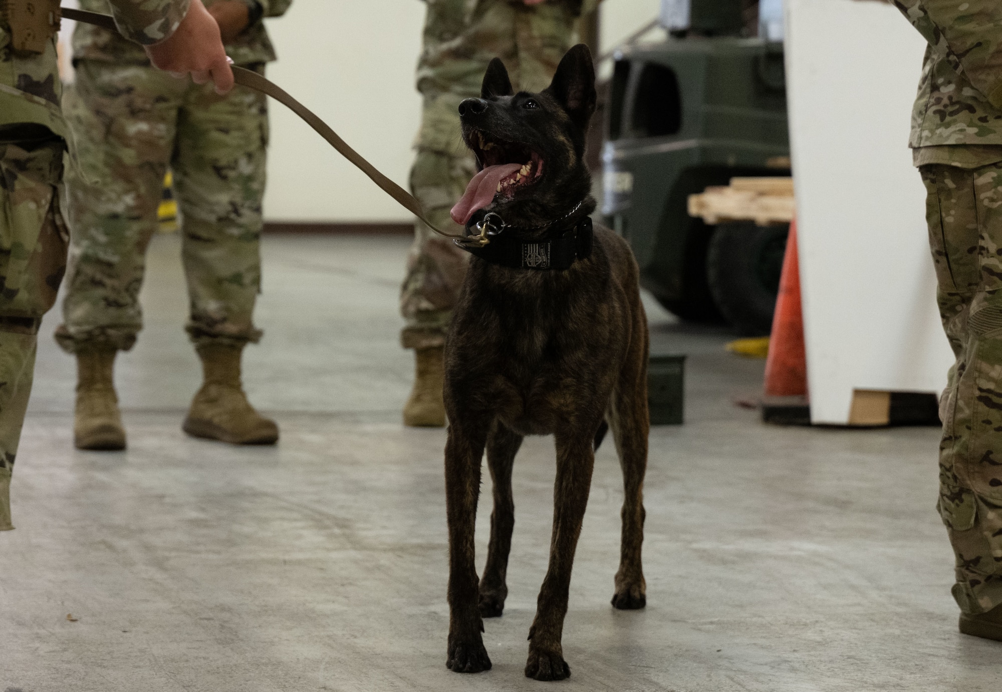 Dakota, a military working dog with the 316th Security Support Squadron, is praised by its handler after performing an explosive detection demonstration at Joint Base Andrews, Maryland, on June 16, 2025. The demonstration took place during a leadership visit for the 316th Wing’s “Winnin’ Like a Griffin” recognition program.