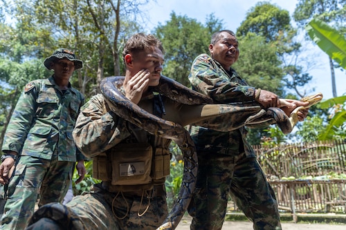 A Marine holds a large snake with arm extended as a Thai service member helps and another looks on outdoors.