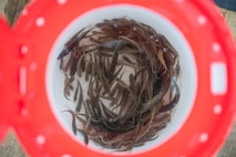 Minnows are kept inside a container to be used as fishing bait on Devils Lake, North Dakota, Feb. 25, 2025. Minnows are a popular fishing bait used to attract fish. (U.S. Air Force photo by Senior Airman Kendra A. Ransum)