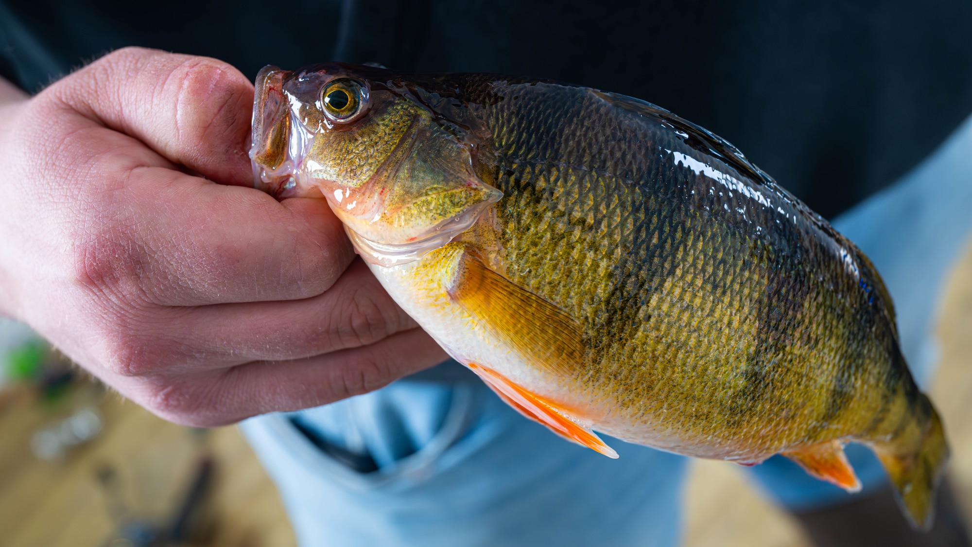 A yellow perch is displayed after being caught on Devils Lake, North Dakota, Feb. 25, 2025. Yellow perch are a common species of freshwater fish native to many lakes in North Dakota. (U.S. Air Force photo by Senior Airman Kyle Wilson)