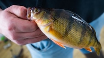 A yellow perch is displayed after being caught on Devils Lake, North Dakota, Feb. 25, 2025. Yellow perch are a common species of freshwater fish native to many lakes in North Dakota. (U.S. Air Force photo by Senior Airman Kyle Wilson)