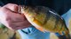 A yellow perch is displayed after being caught on Devils Lake, North Dakota, Feb. 25, 2025. Yellow perch are a common species of freshwater fish native to many lakes in North Dakota. (U.S. Air Force photo by Senior Airman Kyle Wilson)