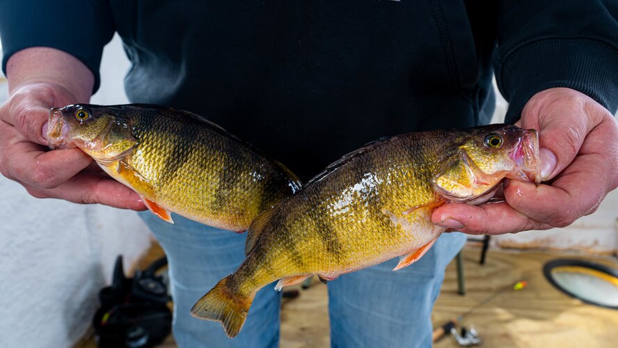 Yellow perch are displayed after being caught on Devils Lake, North Dakota, Feb. 25, 2025. Yellow perch are a common species of freshwater fish native to many lakes in North Dakota. (U.S. Air Force photo by Senior Airman Kyle Wilson)