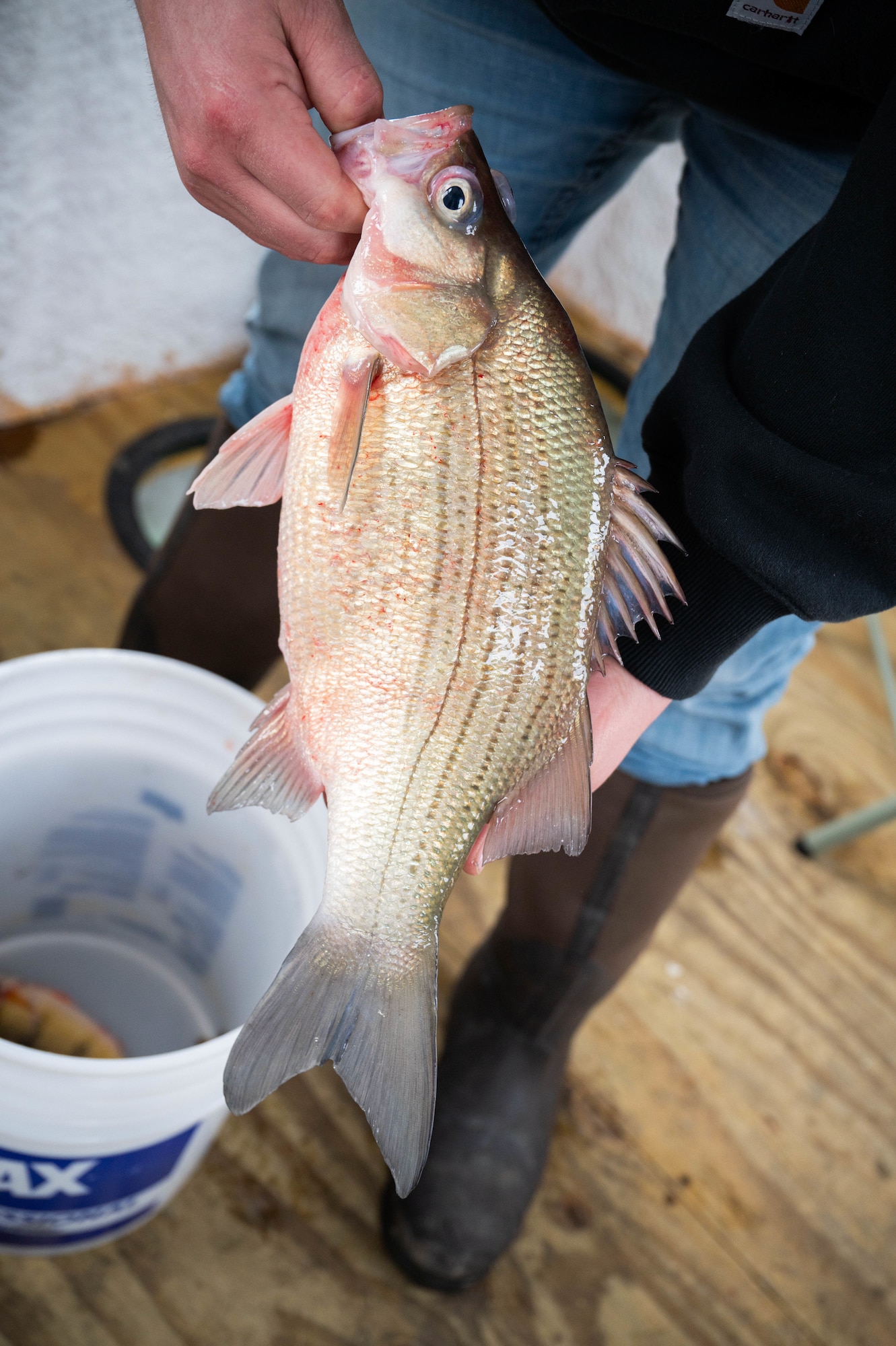 A white bass is displayed after being caught on Devils Lake, North Dakota, Feb. 25, 2025. White bass are a common species of fish native to many lakes in North Dakota. (U.S. Air Force photo by Senior Airman Kendra A. Ransum)