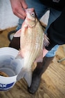 A white bass is displayed after being caught on Devils Lake, North Dakota, Feb. 25, 2025. White bass are a common species of fish native to many lakes in North Dakota. (U.S. Air Force photo by Senior Airman Kendra A. Ransum)