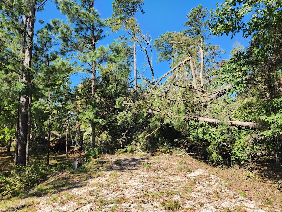 Fallen down trees and brush in a forrest.