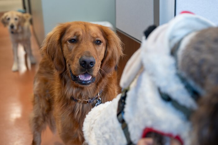 Fergus, an auburn colored golden retriever, greets another dog while in the waiting area at the Scott Veterinary Treatment Facility; he approached the other dog with a curious expression in his eyes.