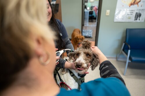 A male dog gets vitals checked by a short haired blonde technician while the facilities veterinarian holds the dog still.