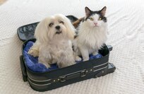 Small dog maltese in bag with cat waiting for a trip