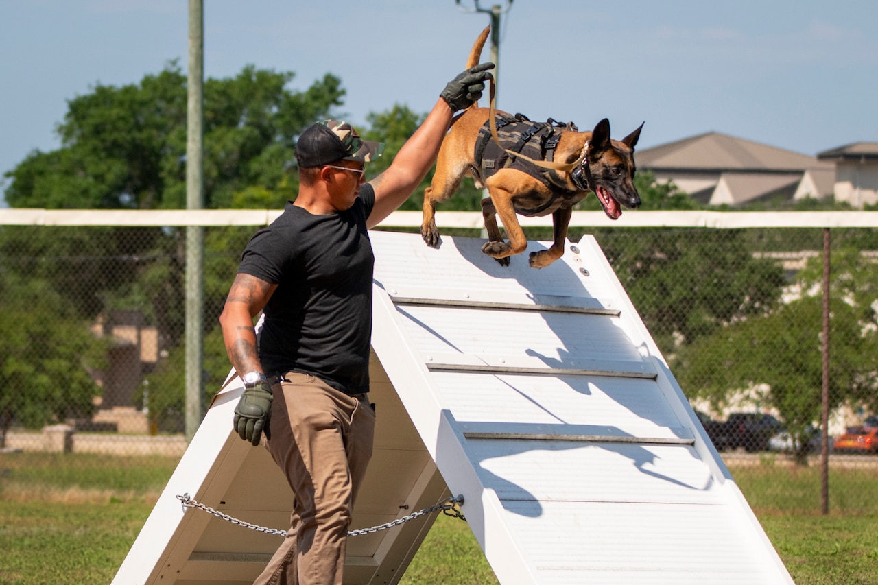 A soldier holds the leash as his dog moves through an outdoor obstacle course.