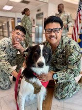 From left, Hospital Corpsman 3rd Adrian Cabalit and Hospital Corpsman 3rd Class Lee Tranca, assigned to U.S. Navy Medicine Readiness and Training Command, Guantanamo Bay, stopped to pet Apollo, an Australian Shepherd who is part of the American Red Cross Animal Visitation Program at U.S. Naval Hospital Guantanamo Bay, Jan. 22, 2025. Canine visitation at the hospital will become a recurring event beginning March 13, 2025. (U.S. Navy photo by Emily McCamy)