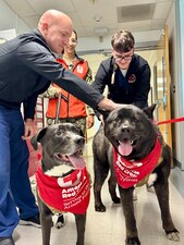From left, Lt. Lowell Hartzog and Hospital Corpsman Everett Battin, both assigned to U.S. Navy Medicine Readiness and Training Command, Guantanamo Bay, stopped to pet Isabel and Knox who are part of the American Red Cross Animal Visitation Program at U.S. Naval Hospital Guantanamo Bay, Jan. 22, 2025. Canine visitation at the hospital will become a recurring event beginning March 13, 2025. (U.S. Navy photo by Emily McCamy)