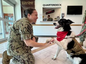 Cmdr. Rebeca Rodriguez greets Apollo, an Australian Shepherd who is part of the American Red Cross Animal Visitation Program at U.S. Naval Hospital Guantanamo Bay, Jan. 22, 2025. Rodriguez, the chief nursing officer at U.S. Naval Hospital Guantanamo Bay, was an advocate for the program and oversaw the implementation at the hospital. Canine visitation will become a recurring event beginning March 13, 2025. (U.S. Navy photo by Emily McCamy)
