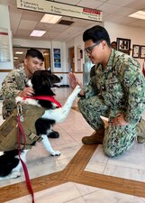 Apollo, an Australian Shepherd who is part of the American Red Cross Animal Visitation Program, gives a "high-five" to Hospital Corpsman 3rd Class Lee Tranca during a visit to U.S. Naval Hospital Guantanamo Bay, Jan. 22, 2025. Hospital Corpsman 3rd Class Adrian Cabalit and Tranca, both members of U.S. Navy Medicine Readiness and Training Command, Guantanamo Bay, took a moment to enjoy the interaction with Apollo. Canine visitation at the hospital will become a recurring event beginning March 13, 2025. (U.S. Navy photo by Emily McCamy)