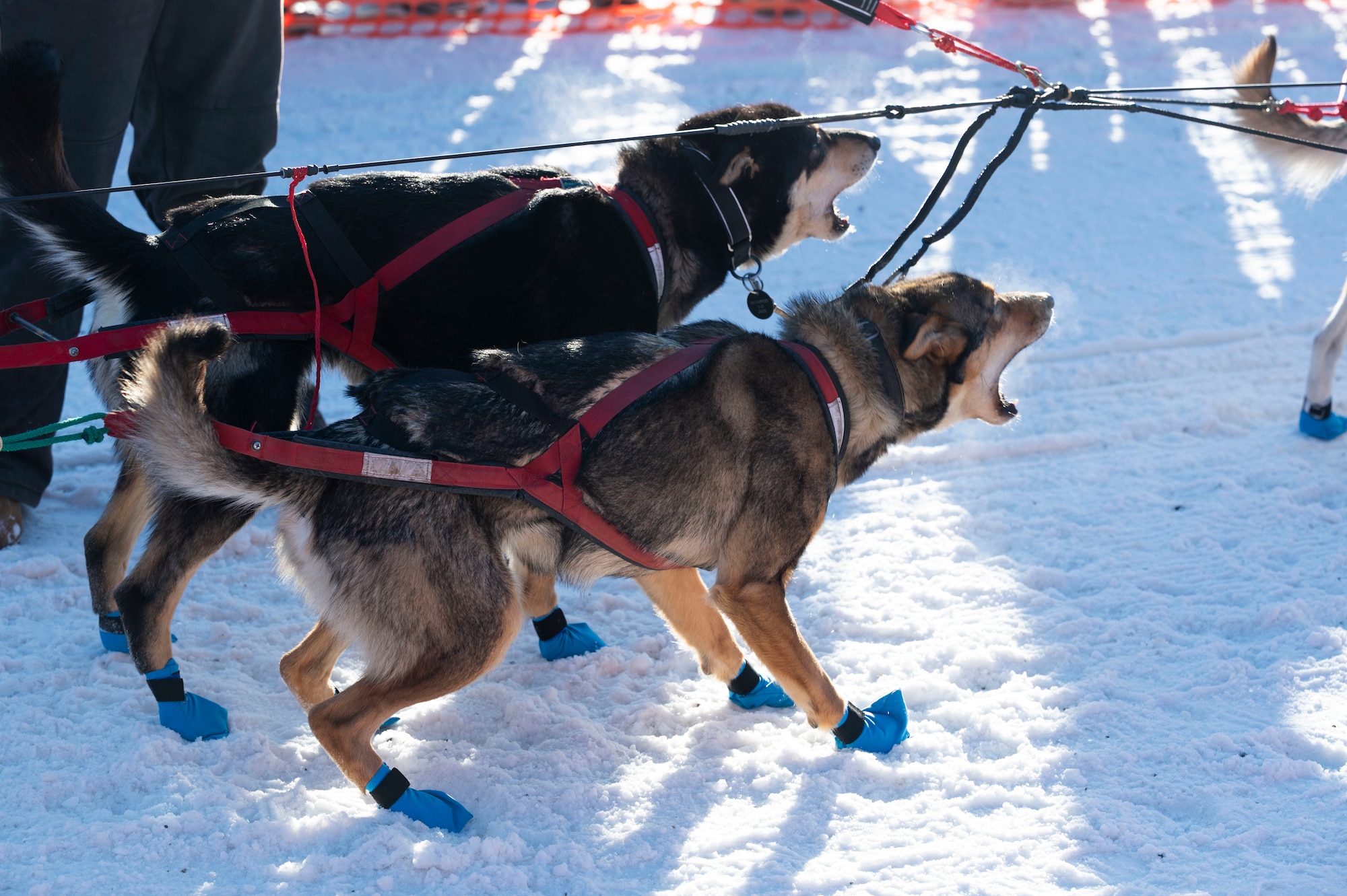 Excited sled dogs bark in anticipation of the start of the 2025 Iditarod Trail Sled Dog Race