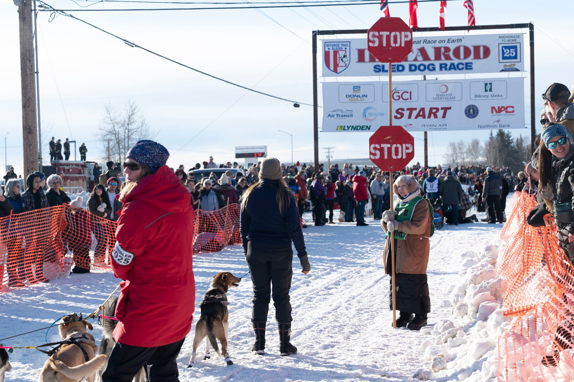 Sled dogs excitedly wait at the start line in anticipation of the 2025 Iditarod Trail Sled Dog Race