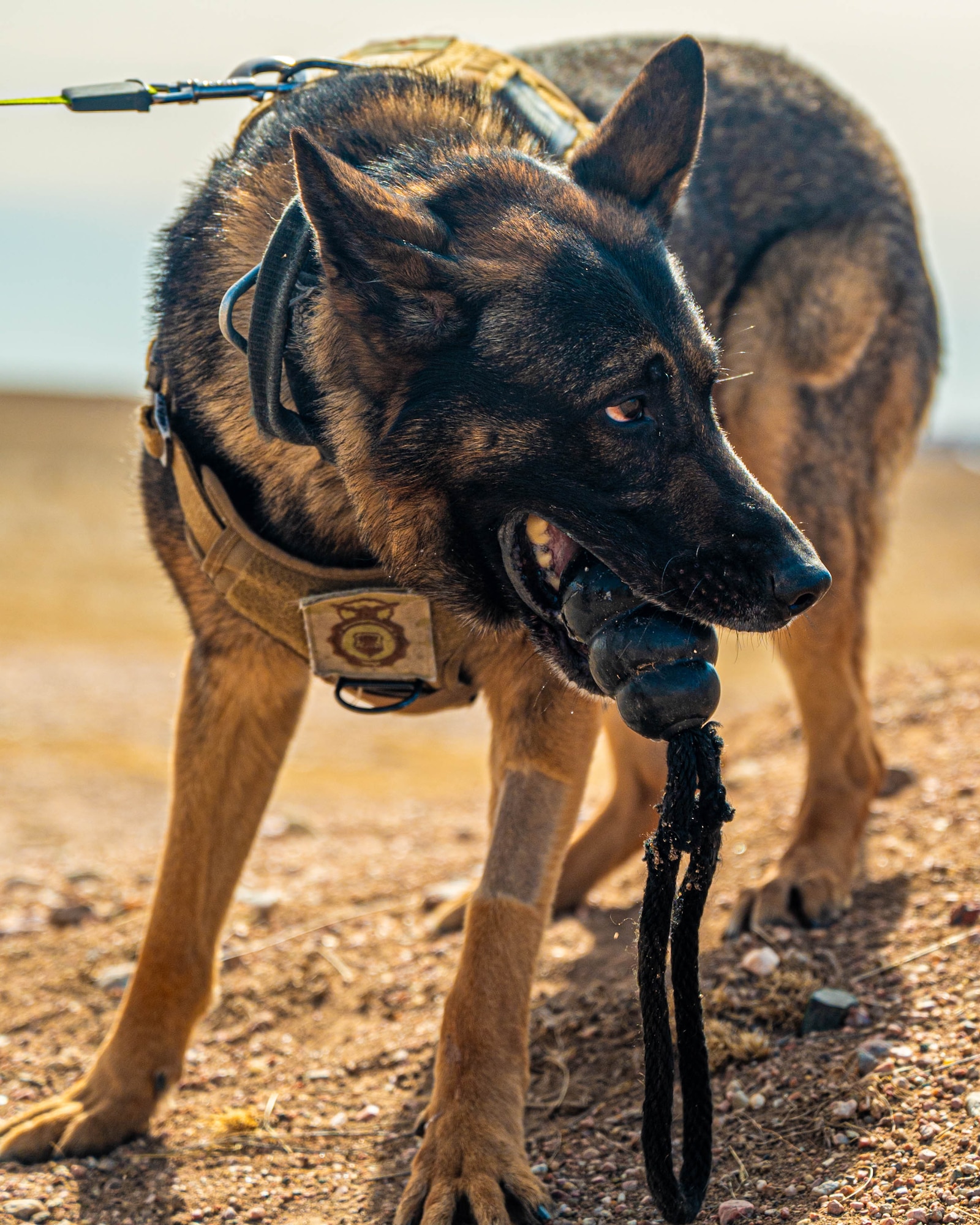 Detection training is conducted to test and enhance MWD’s performance capabilities in simulated hostile environments. (U.S. Air Force photo by Airman 1st Class Hunter Kirkland)