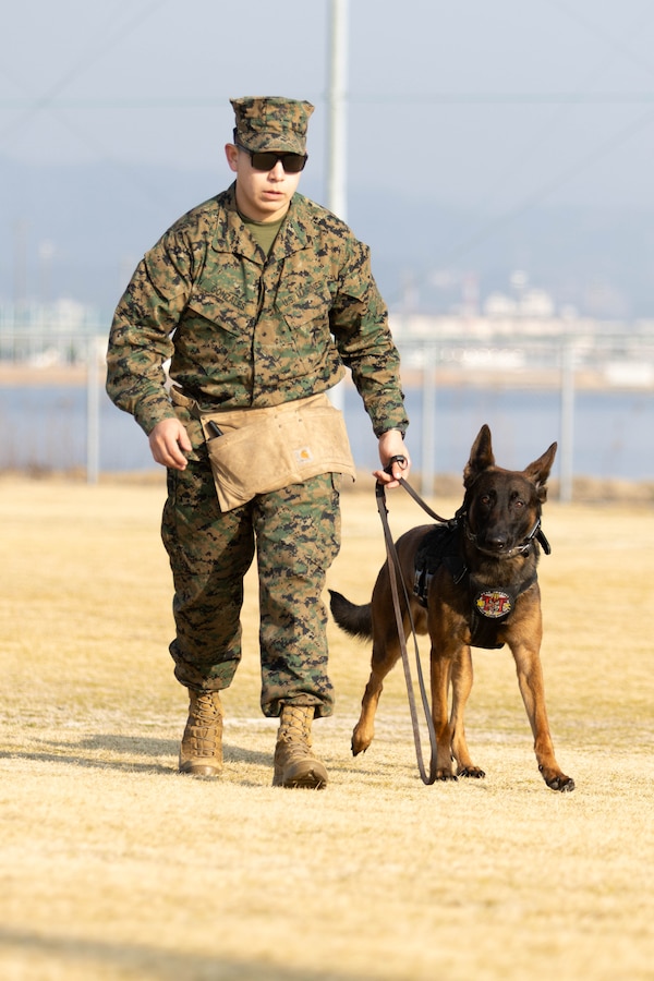 U.S. Marine Corps Cpl. Abraham Gonzalez, a military working dog handler with Headquarters and Headquarters Squadron, Marine Corps Air Station Iwakuni, and a native of California, walks his military working dog to a field during a bilateral noncommissioned officer exchange at MCAS Iwakuni, Japan, Feb. 28, 2025. NCOs from the U.S. Marine Corps and JASDF collaborated in this three-day event, participating in various training exercises and classes which allowed the leaders to share their knowledge and experience with each other, further strengthening the U.S.-Japan alliance. (U.S. Marine Corps photo by Cpl. Brian Long)
