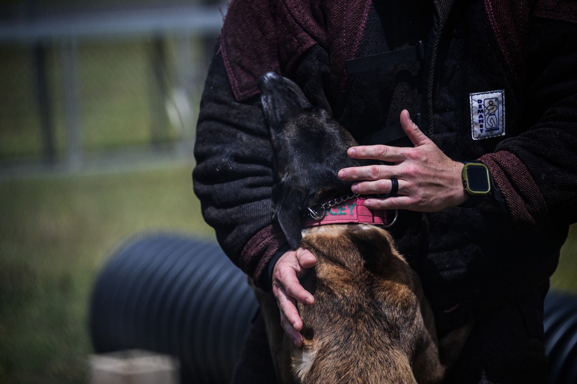 A military working dog performs bit work.