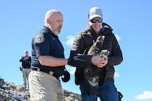 The eagle was found injured last fall, rehabilitated, and released back into the wild at the northern part of the range. (U.S. Air Force photo by Cynthia Griggs)