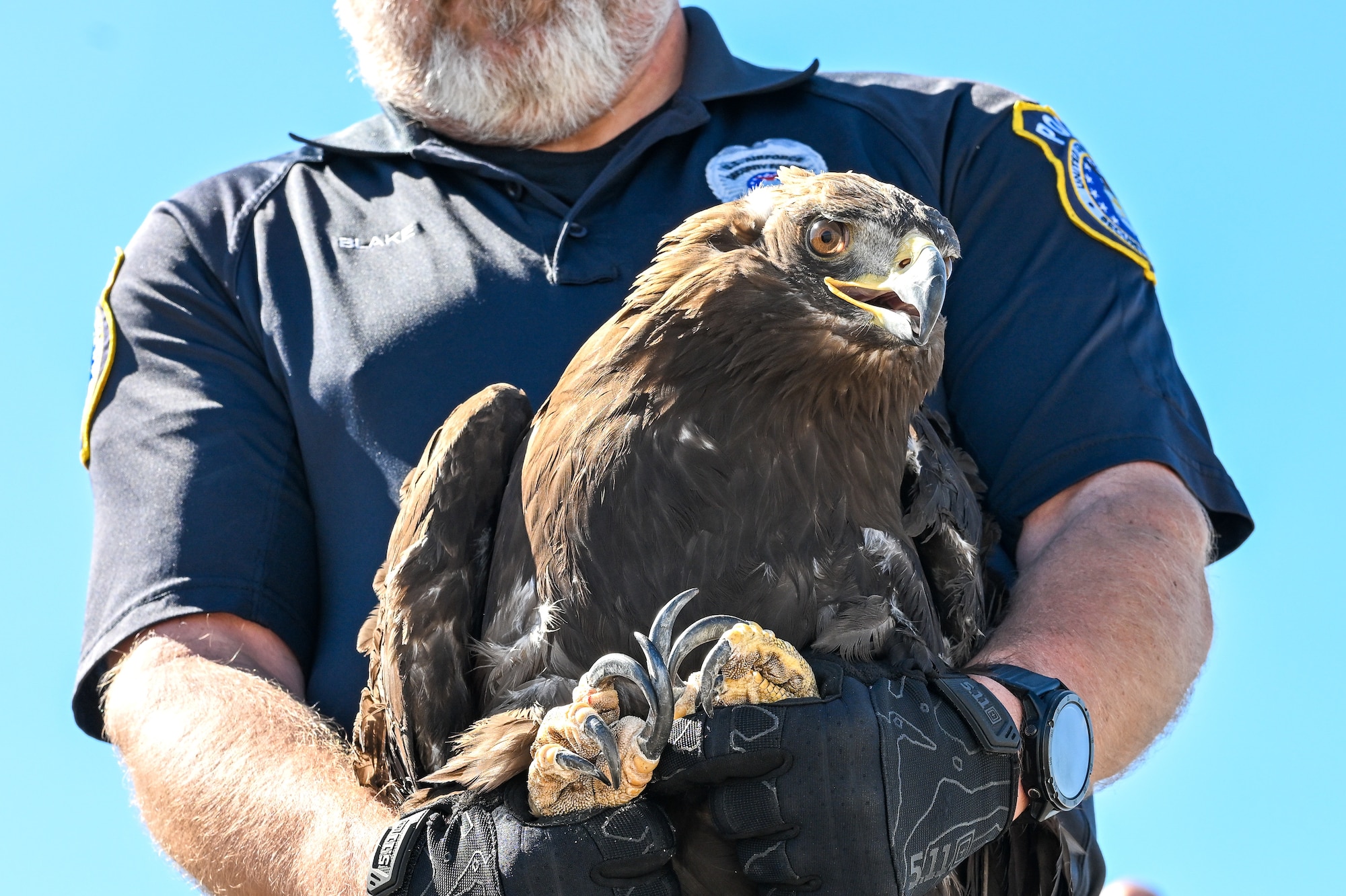 The eagle was found injured last fall, rehabilitated, and released back into the wild at the northern part of the range. (U.S. Air Force photo by Cynthia Griggs)