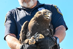 The eagle was found injured last fall, rehabilitated, and released back into the wild at the northern part of the range. (U.S. Air Force photo by Cynthia Griggs)