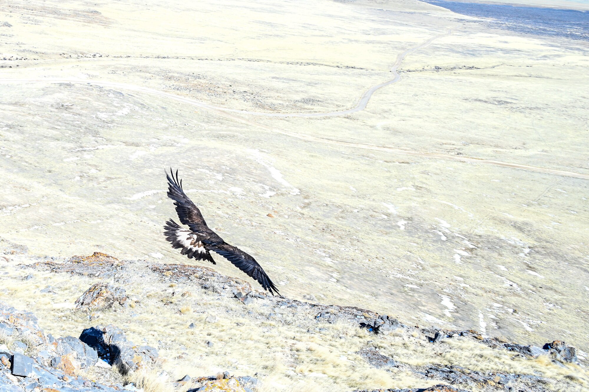 The eagle was found injured last fall, rehabilitated, and released back into the wild at the northern part of the range. (U.S. Air Force photo by Cynthia Griggs)