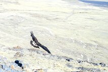 The eagle was found injured last fall, rehabilitated, and released back into the wild at the northern part of the range. (U.S. Air Force photo by Cynthia Griggs)