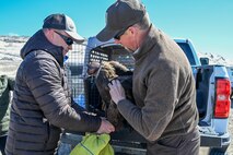 The eagle was found injured last fall, rehabilitated, and released back into the wild at the northern part of the range. (U.S. Air Force photo by Cynthia Griggs)