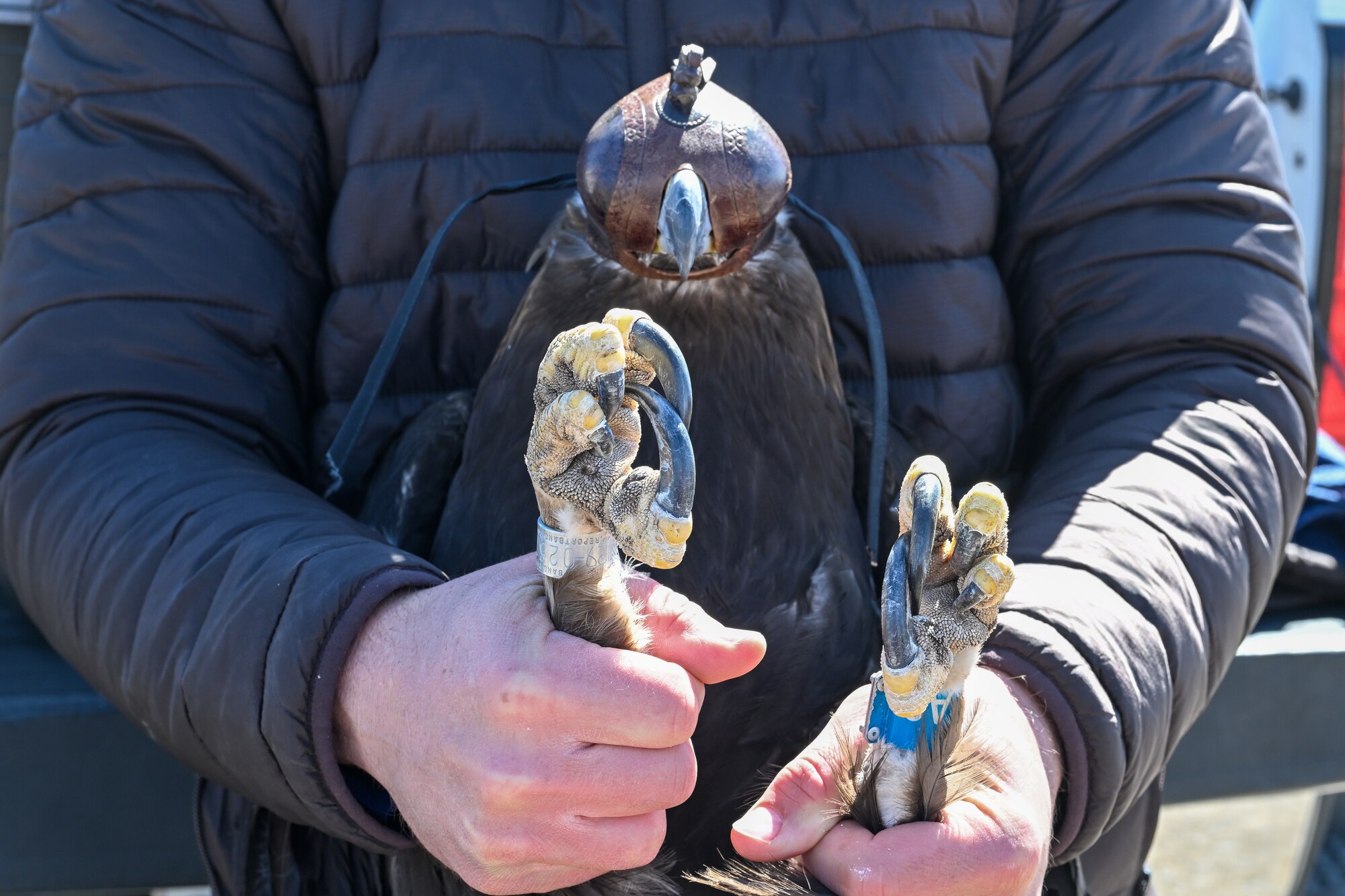 The eagle was found injured last fall, rehabilitated, and released back into the wild at the northern part of the range. (U.S. Air Force photo by Cynthia Griggs)