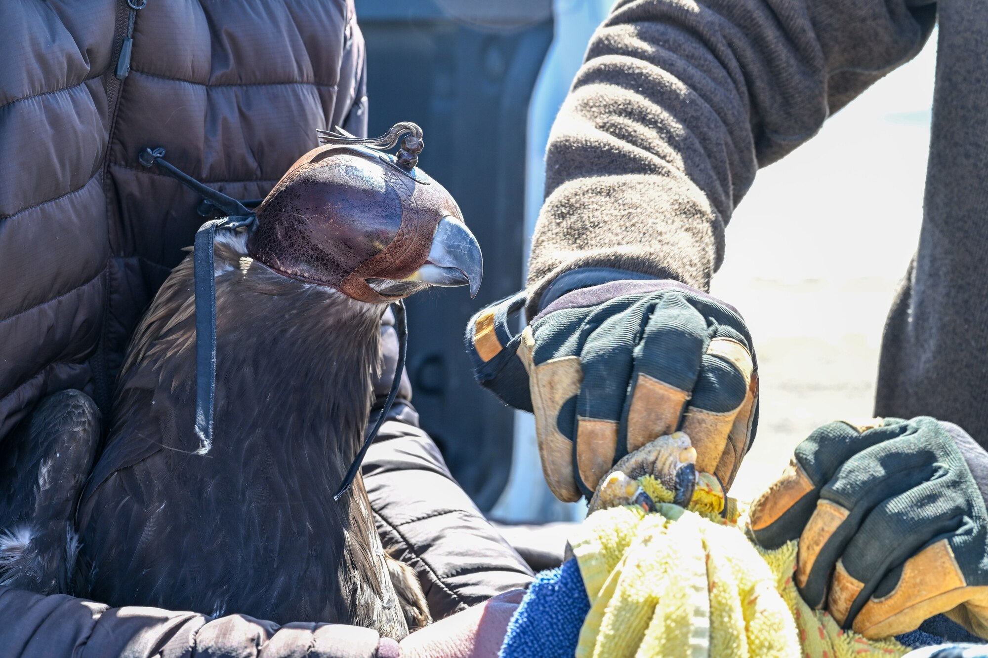 The eagle was found injured last fall, rehabilitated, and released back into the wild at the northern part of the range. (U.S. Air Force photo by Cynthia Griggs)
