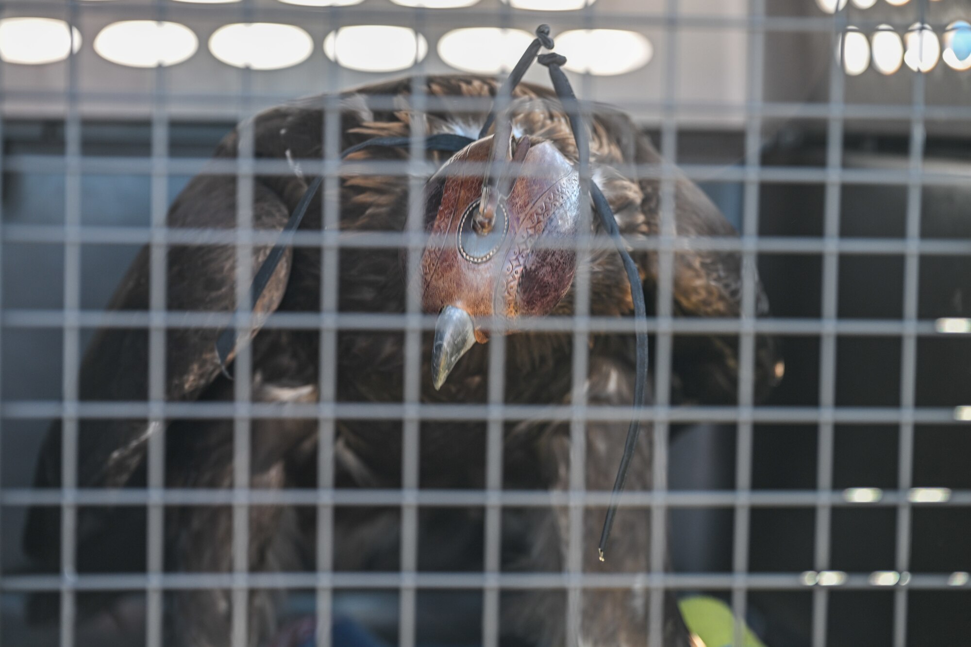 The eagle was found injured last fall, rehabilitated, and released back into the wild at the northern part of the range. (U.S. Air Force photo by Cynthia Griggs)