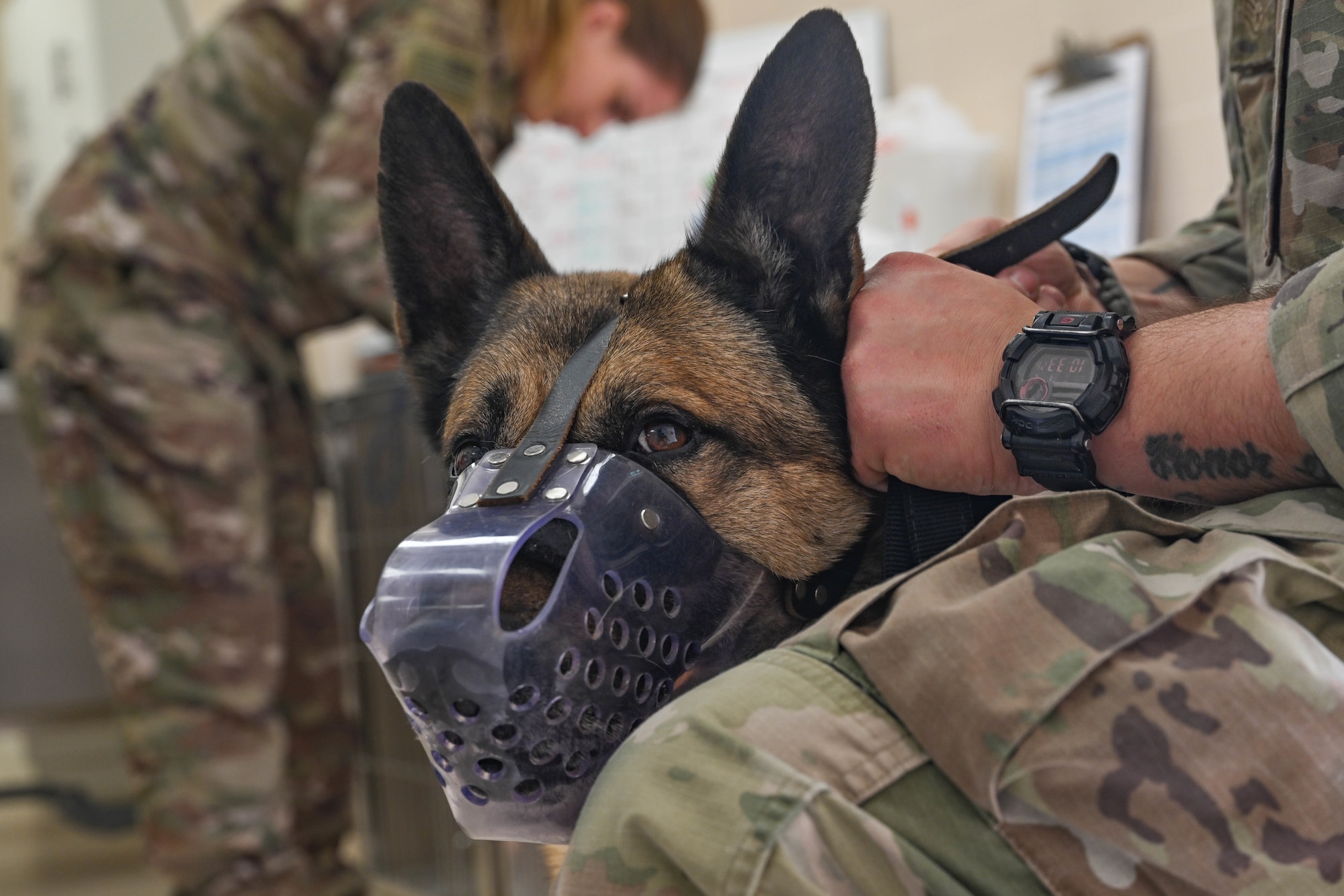 A military working dog looks at the camera.