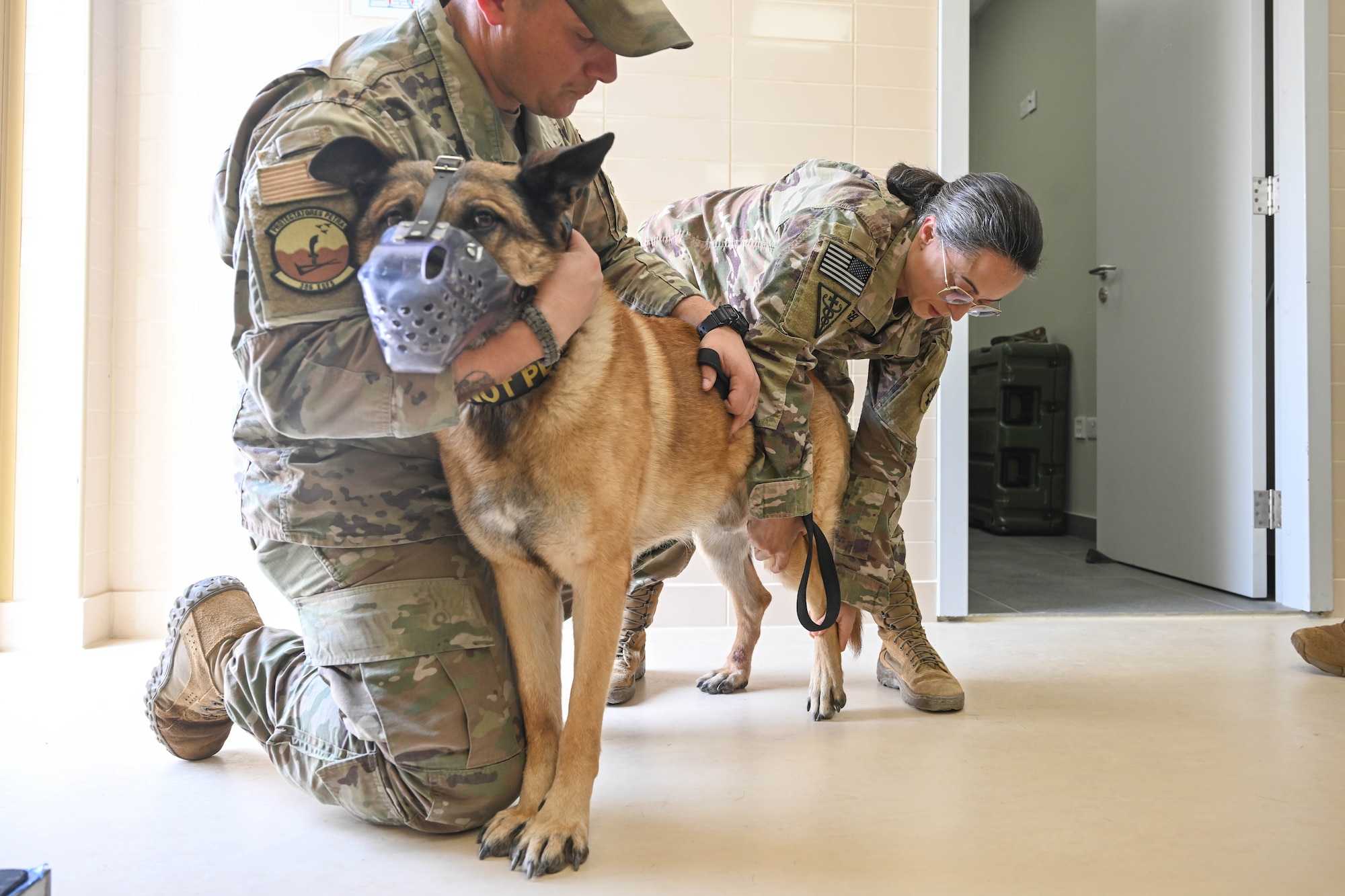 People in uniform perform an examination on a dog.