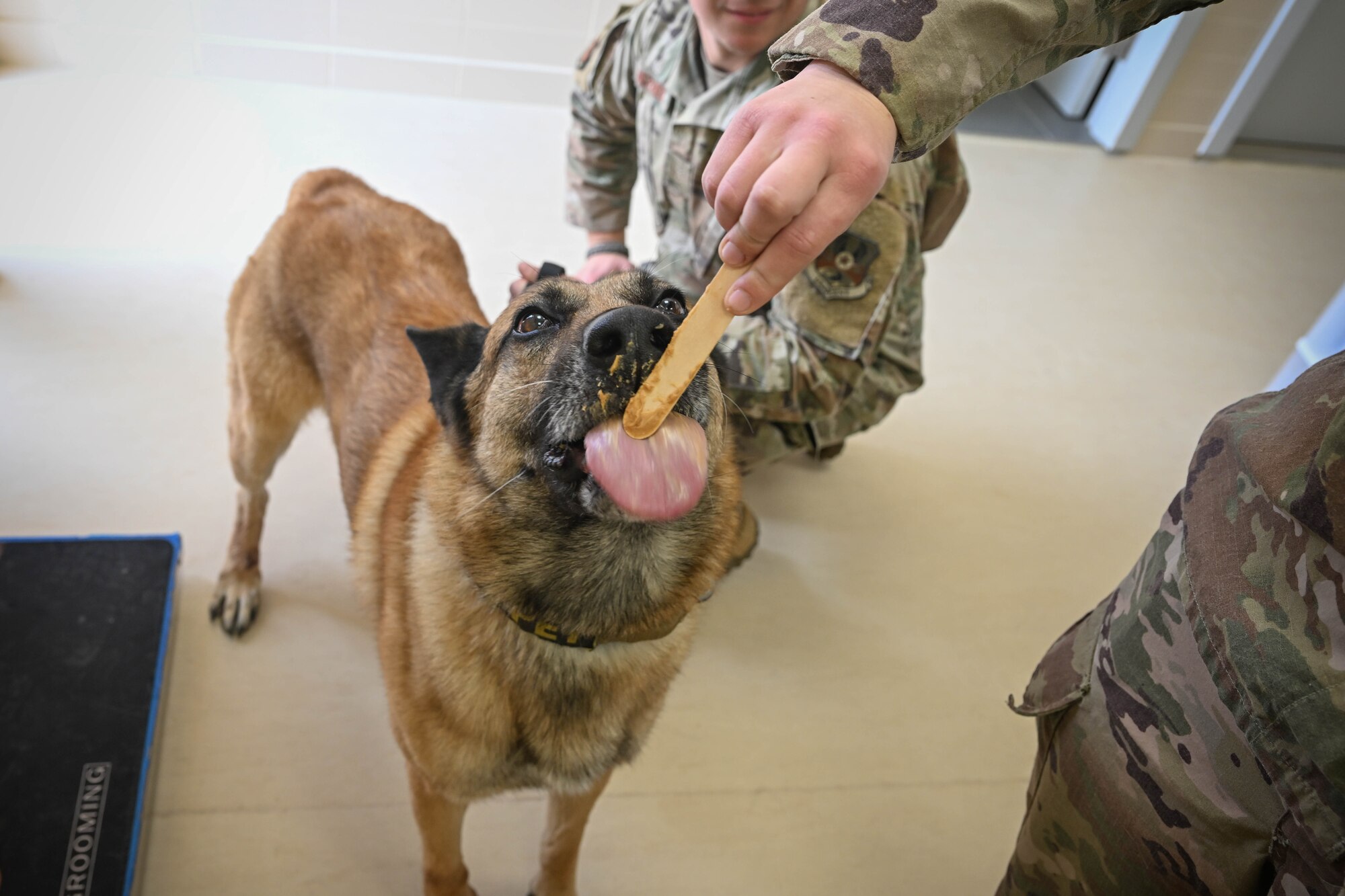 A dog licks a peanut butter stick.