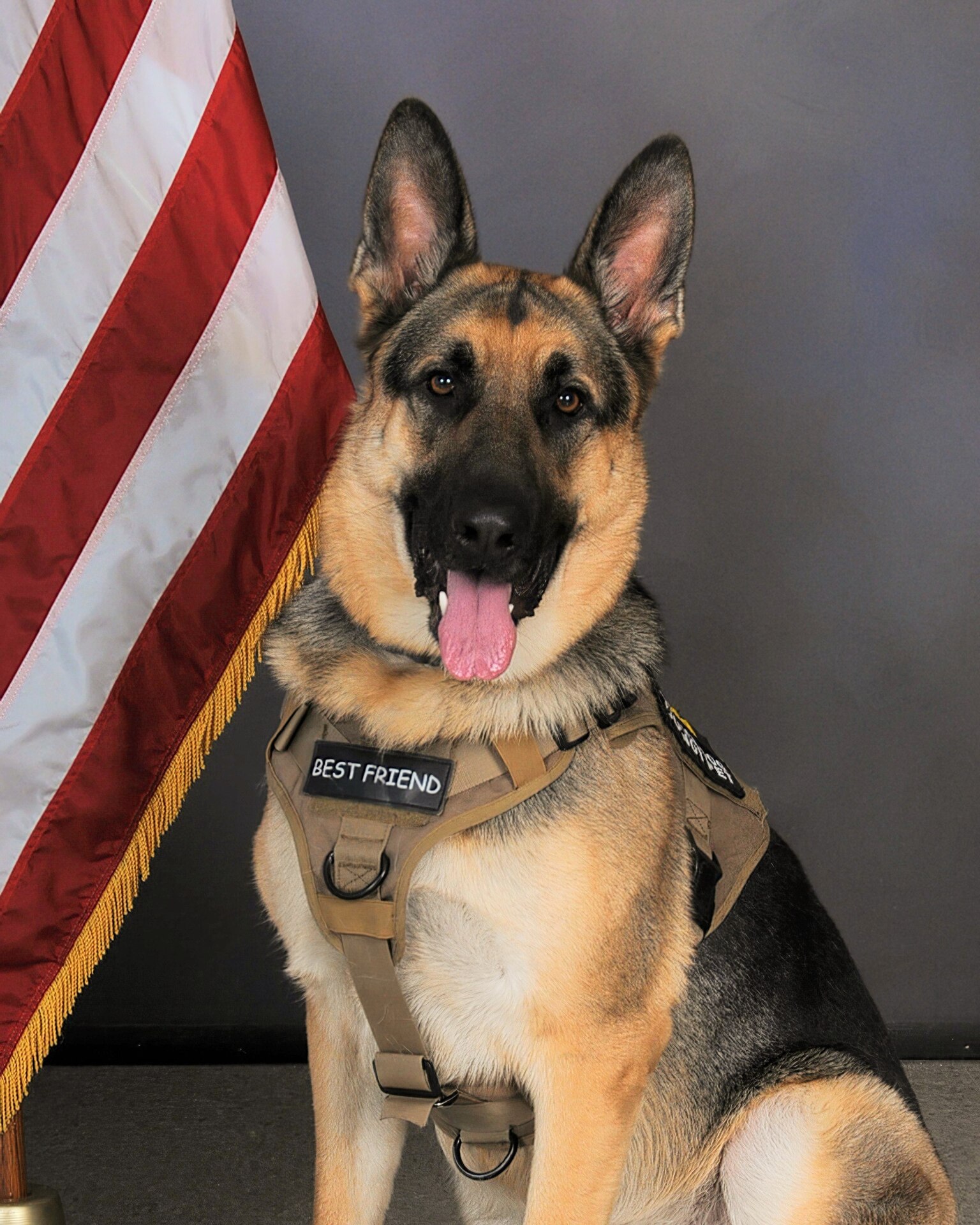 A Germen Shepard poses for a DA photo in front of an American flag.